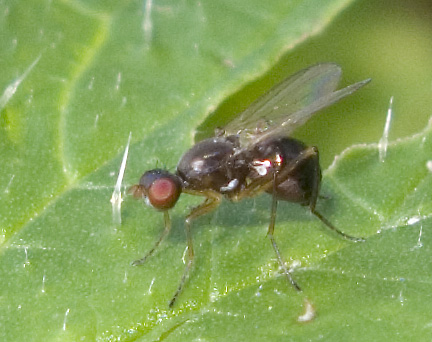 Sepsidae.